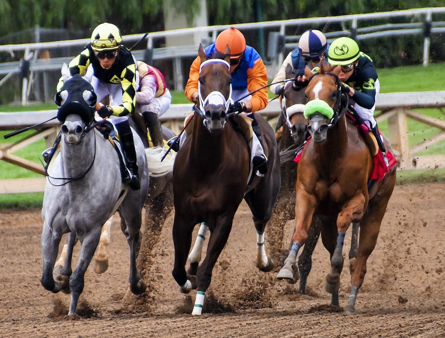 Georgia horse racing